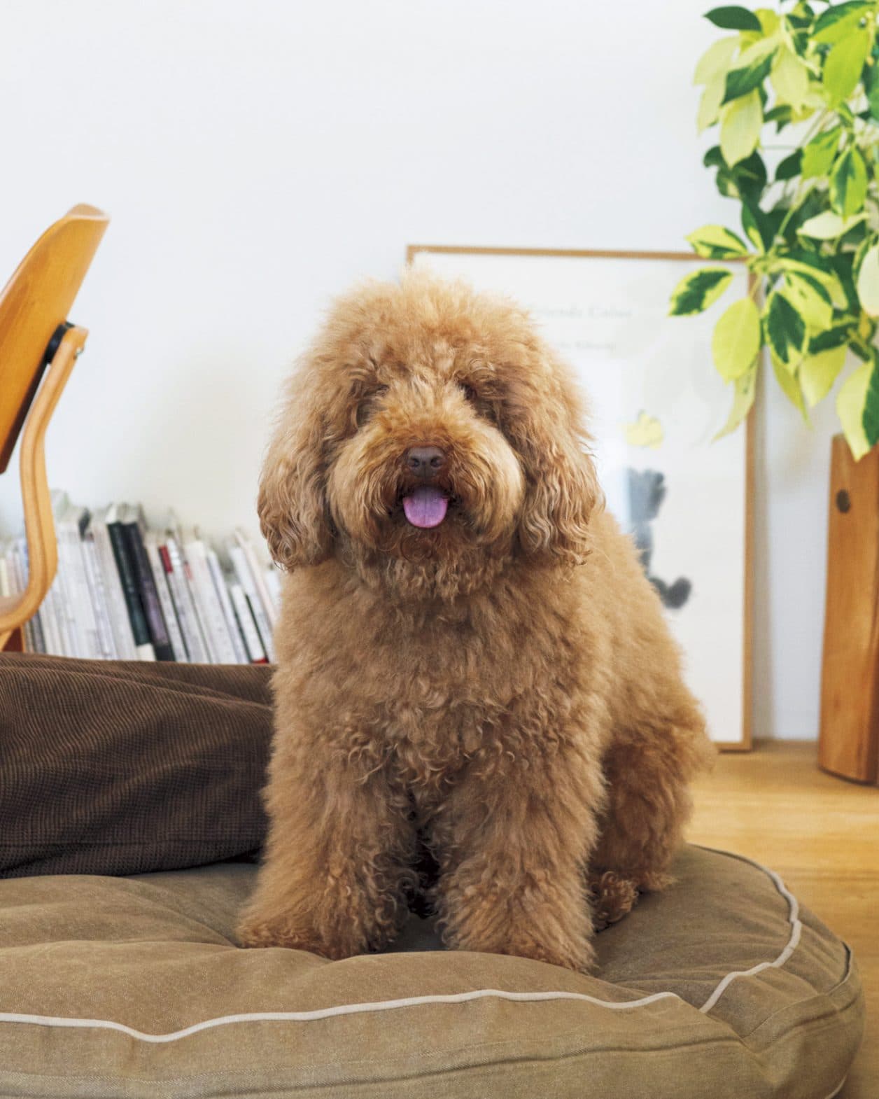 【LIFE@PET】モフモフの優しい相棒です。｜愛犬レインくん＆ミュージシャン・真船勝博さん